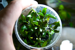 Cryptocoryne "pigmea"