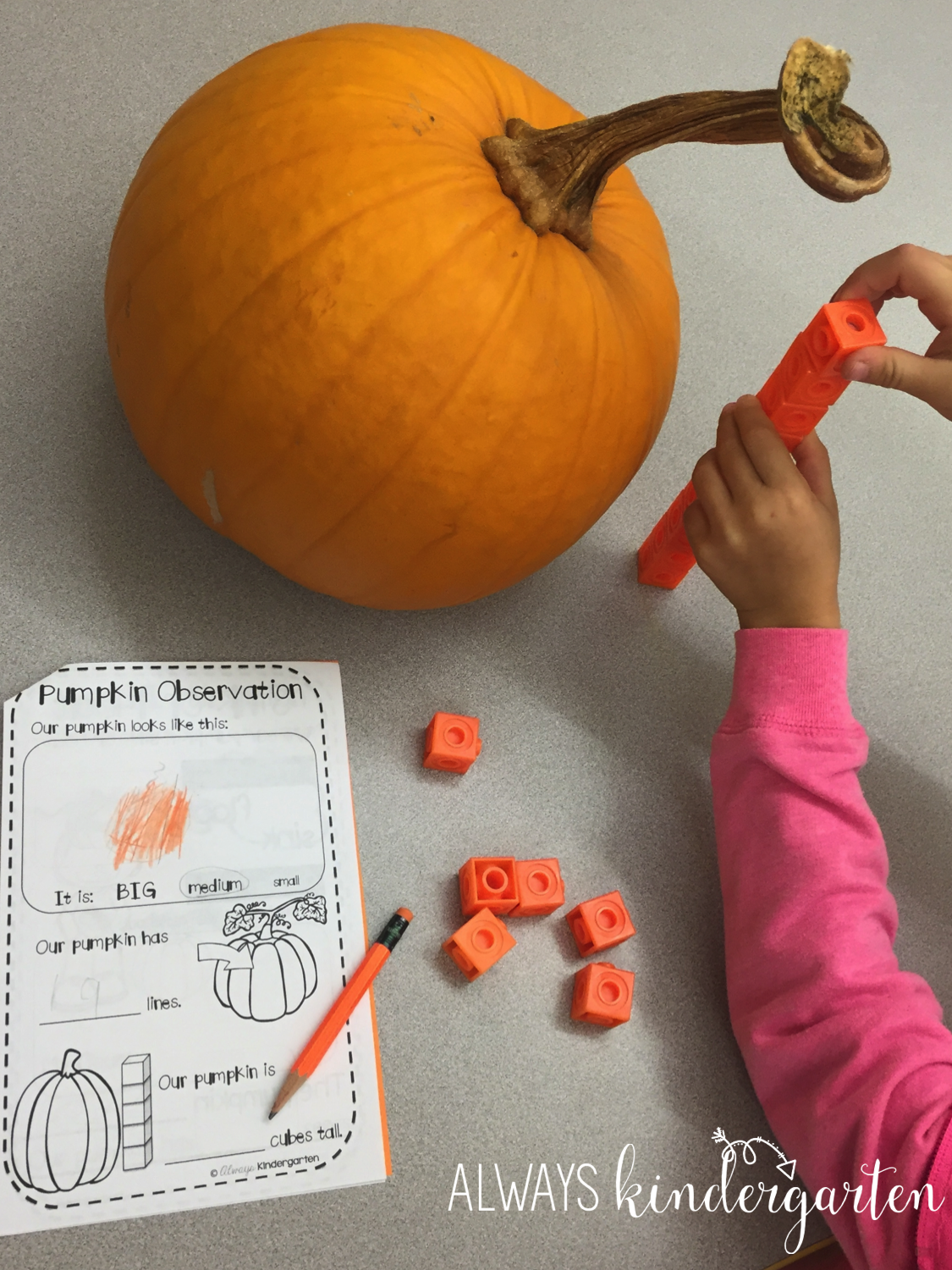 Hands On Pumpkin Science - Always Kindergarten