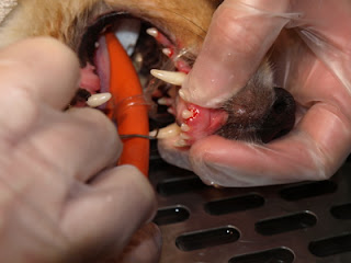 Scaling removes the plaque and tartar.