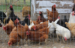 coop chicken additions