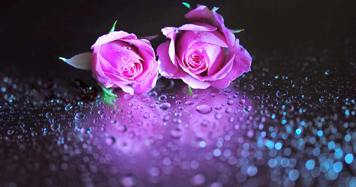 Rosas Preciosas Fondos de Pantalla Rosas Preciosas Fondos de Pantalla