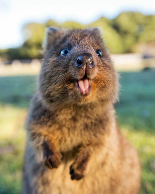 Quokkas Are The Happiest Animals In The World Dark Beast