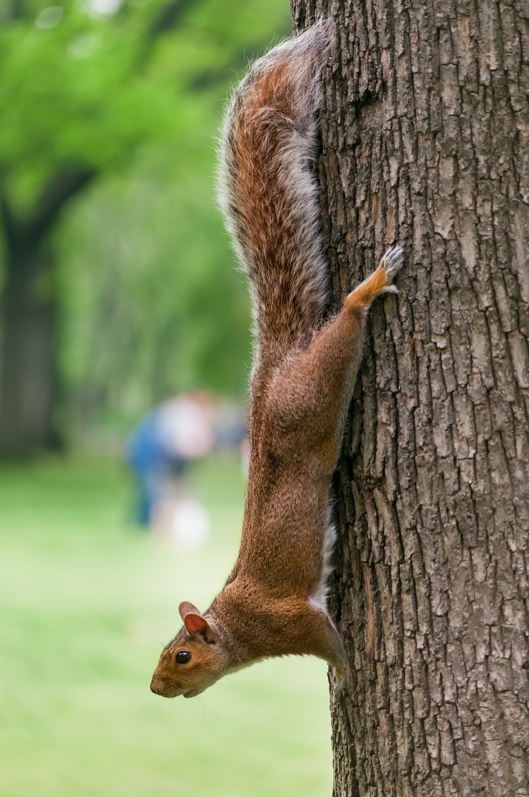 Cat Stuck in a Tree? Why Do Cats Get Stuck in Trees?