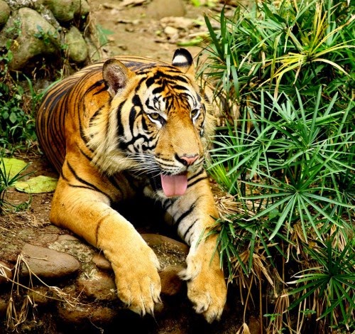Kumpulan Gambar Flora Fauna Indonesia Macam Jenis Hewan Macan Sumatera