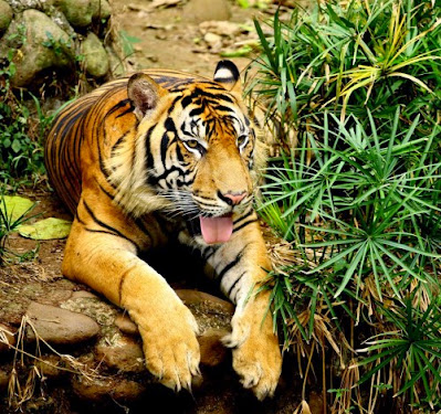 Gambar Flora Fauna Indonesia Macan Sumatera Macam Jenis Fauna Langka