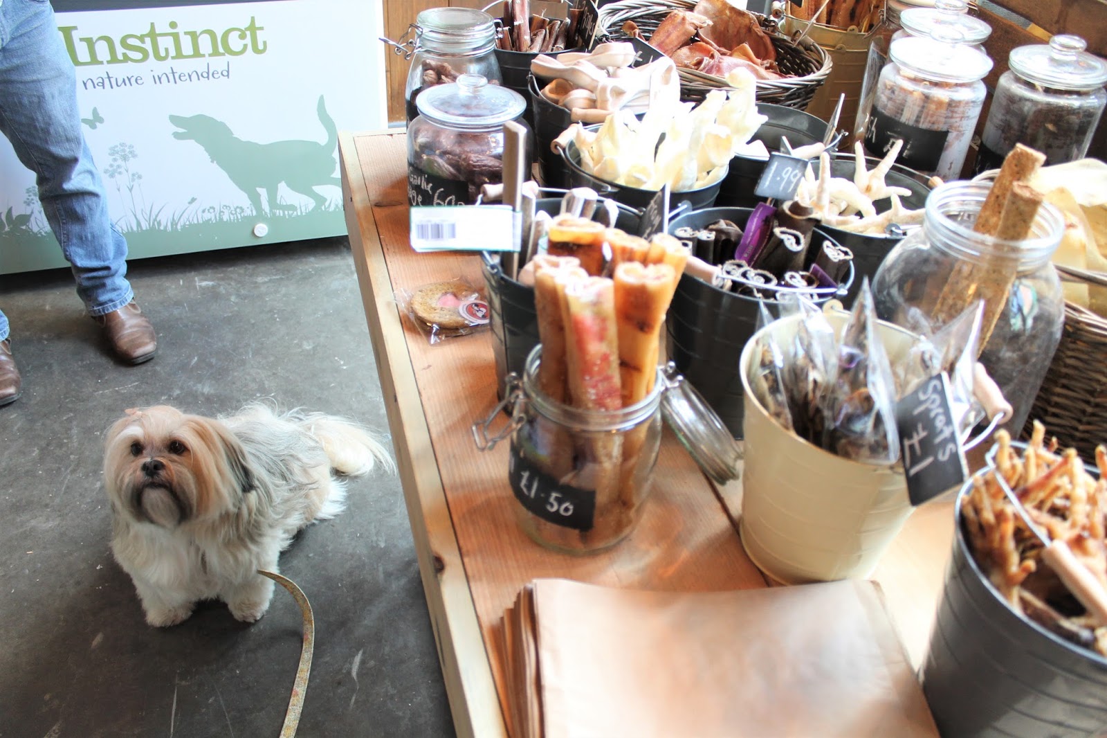 Hounds NewcastleUnderLyme Staffordshire Paws across Britain