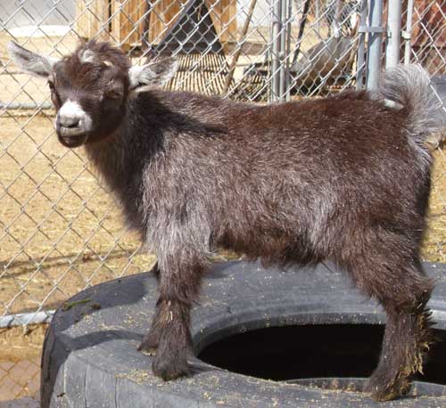 Amber Waves Pygmy Goats: Gorgeous Rare Brown Agouti Wether For sale ...