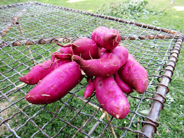 Sweet potato, purple, harvest organic 