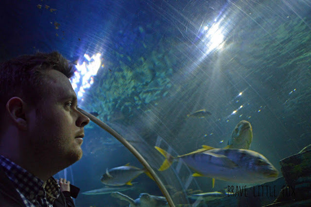 Haitunnel SEA LIFE Timmendorfer Strand