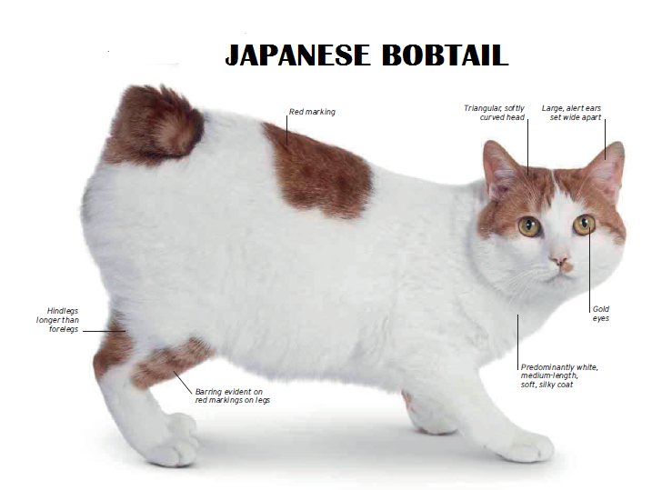 Рассмотрите фотографию кошки породы японский бобтейл. Японский бобтейл. Японский бобтейл серый. Японский бобтейл кошка. Японский бобтейл описание.