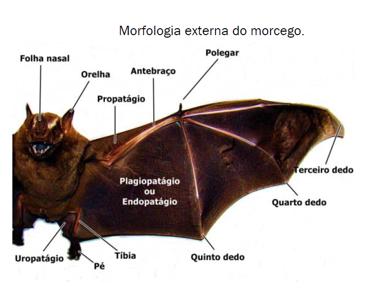 Morfo Exotica Anatomia do Morcego