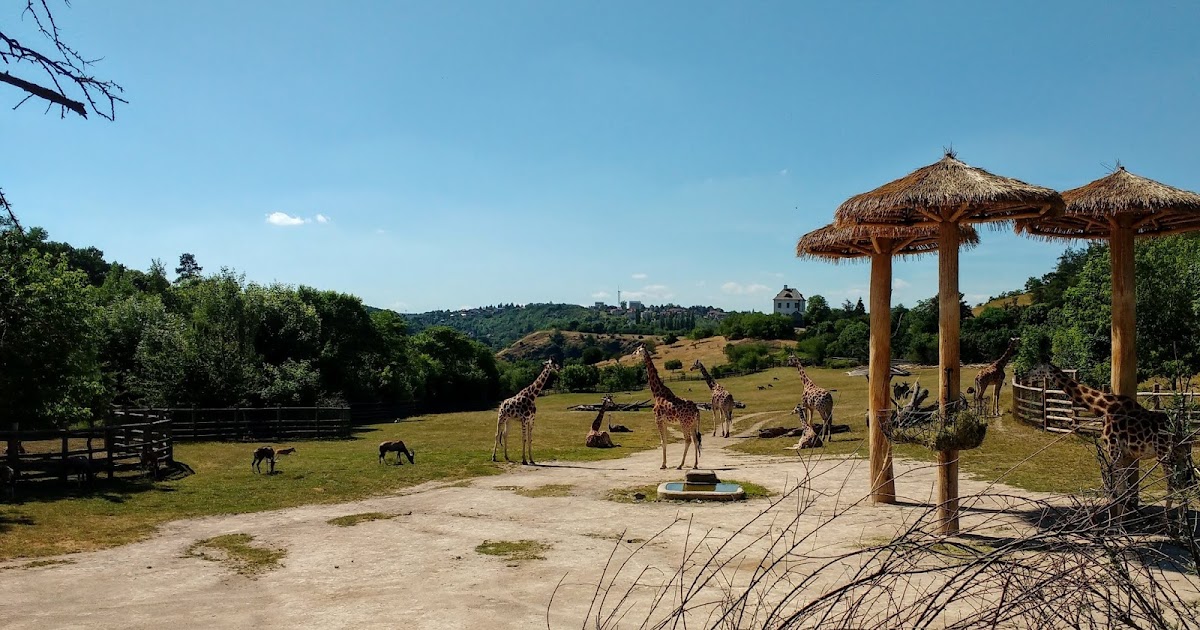 Wielka Wyprawa, dzień 5: ZOO w Pradze