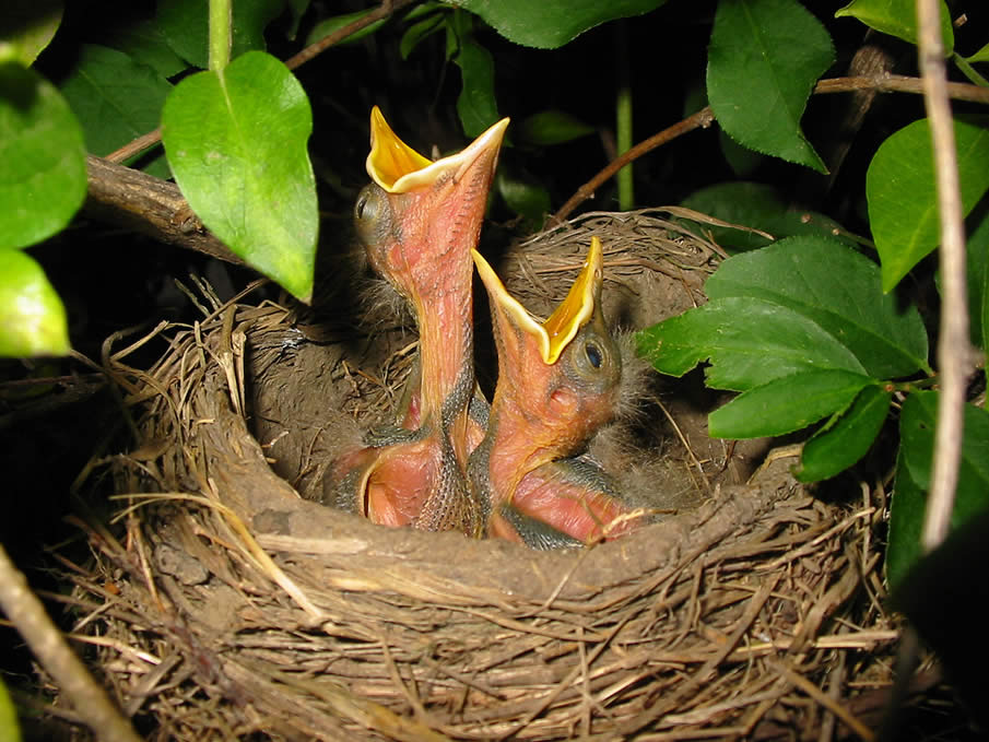 best photos 2 share 7 Adorable Newly Hatched Birds to Melt Your Heart