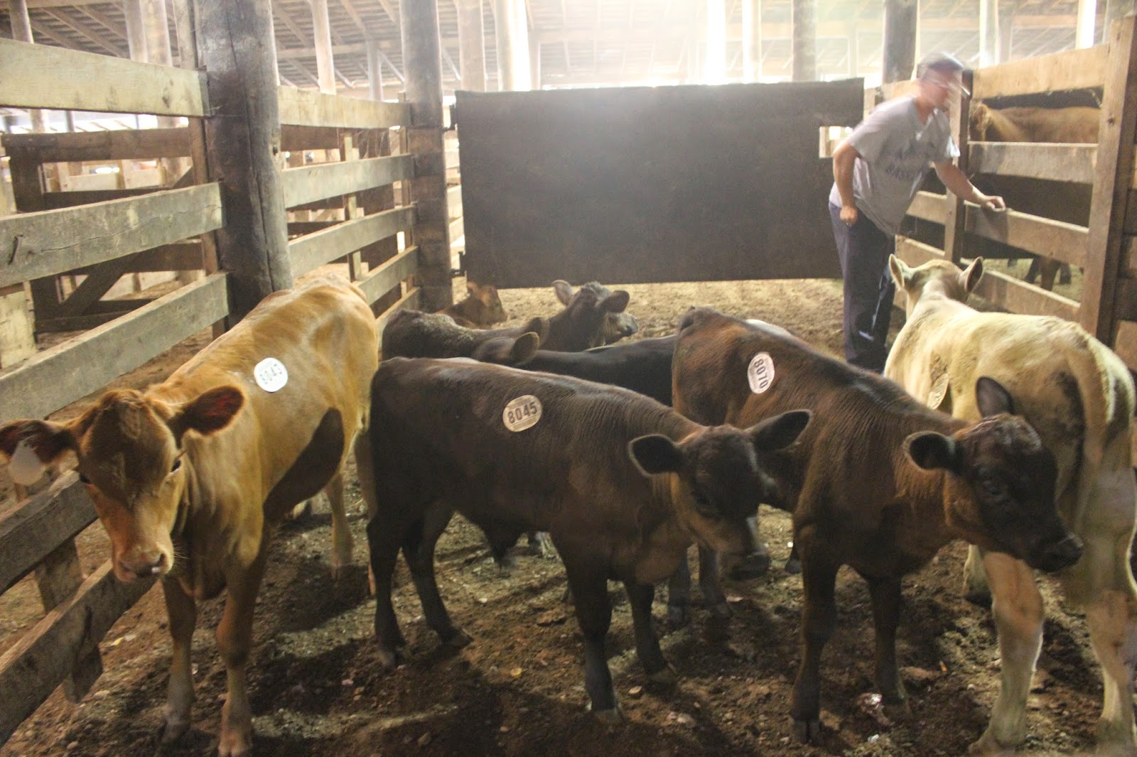 Snug Harbor Bay Livingston Livestock Auction