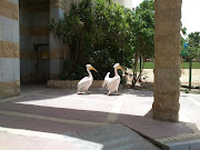 Pros & Cons of the Xperia Mini Pro (dsc )