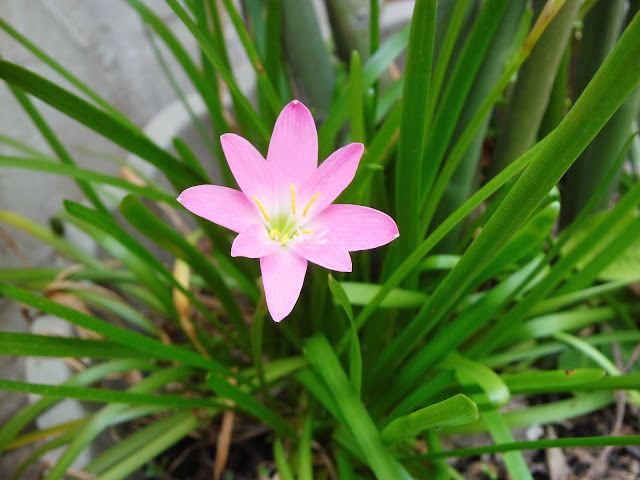   Zephyranthes Rosea Pictures Gallery