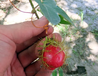 passiflora foetida Oaxaca