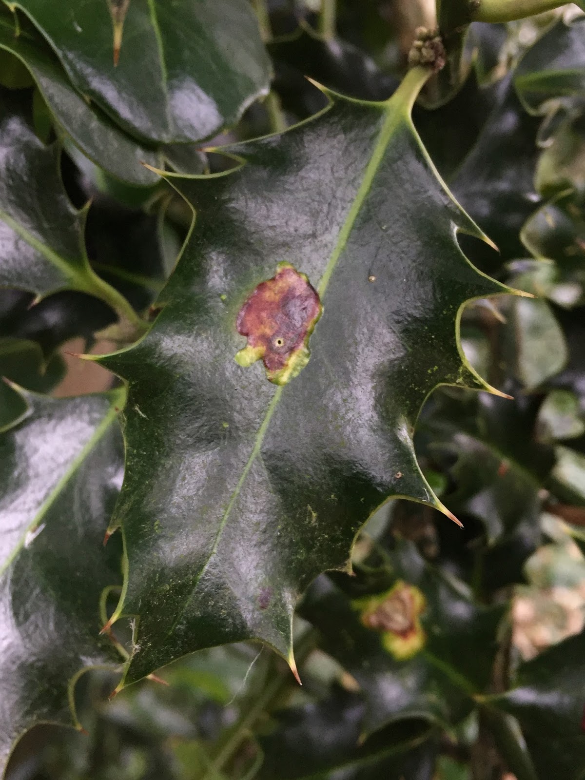 Blog Josie Hewitt Photography Holly Leafminer