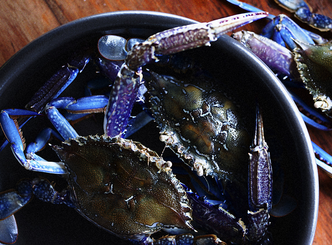 Blue Swimmer Crab Animal Unique In The World