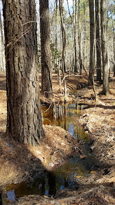 Creek in coastal plain woods of Virginia