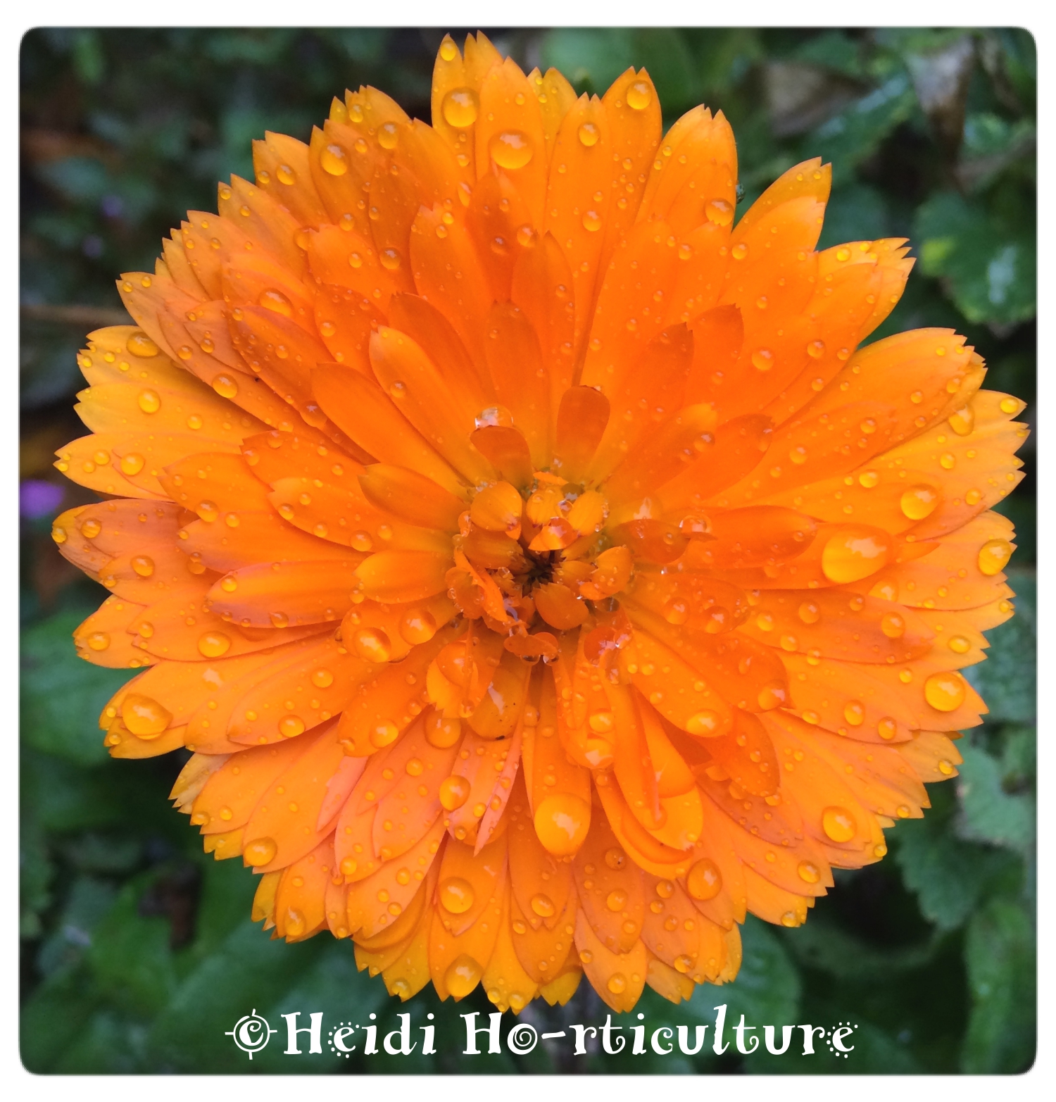Heidi Horticulture Calendula Collecting Seeds and a Simple Trick To Have Them Come Back Year