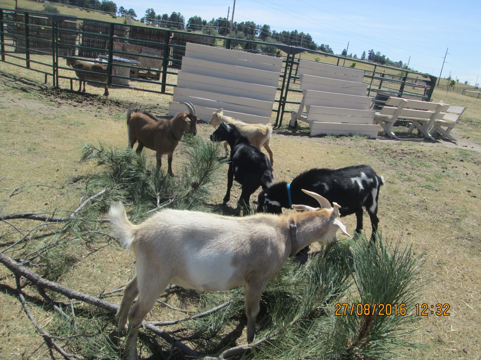 Animal Antics Fun with Rescued Animals Pine tree goats!