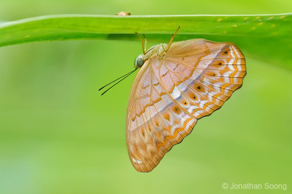 Butterflies of Singapore Upside Down Butterflies
