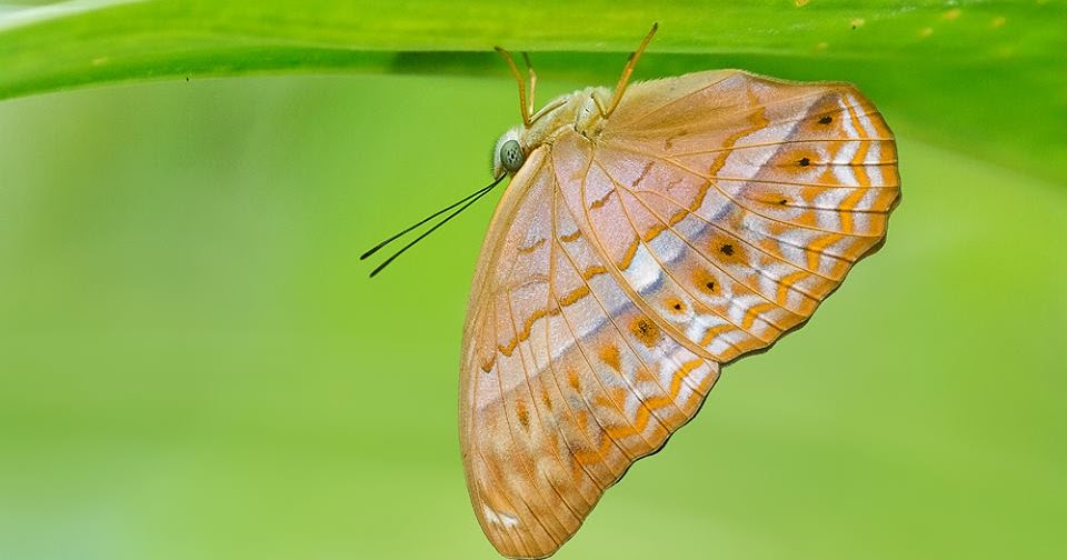 Butterflies of Singapore Upside Down Butterflies