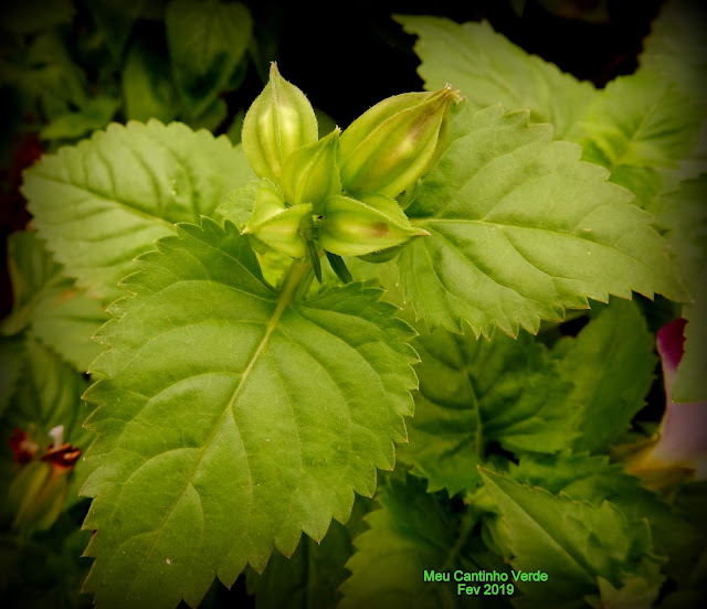 Leaf  Torenia fournieri 