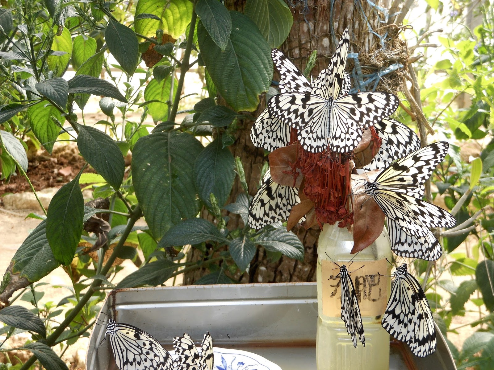 Hokkaido Kudasai Peace Park Butterfly Garden, Okinawa