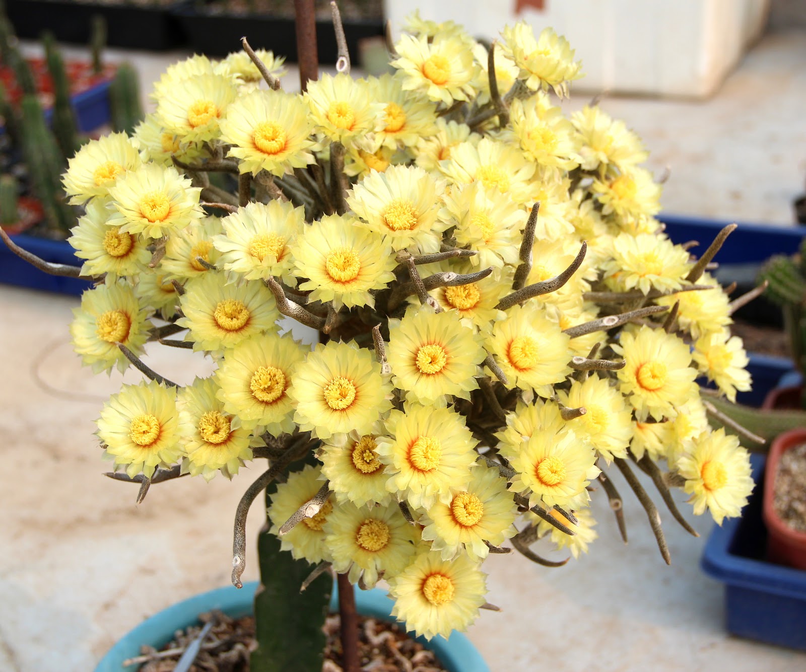 Astrophytum caput-medusae D. R. Hunt (Digitostigma caput-medusae