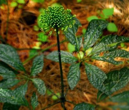 kỹ thuật trông cây tam thất bắc