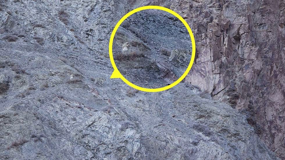 A snow leopard is seen, highlighted and magnified in yellow, camouflaged against a mountain near the Indian Himalayas. - Can You Spot the Snow Leopards in These Photos? A snow leopard is seen, highlighted and magnified in yellow, camouflaged against a mountain near the Indian Himalayas. - Can You Spot the Snow Leopards in These Photos?