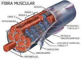 Fibra muscular
