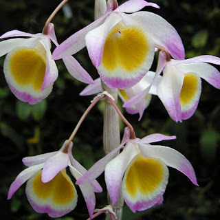 Lan Hoàng thảo ý thảo - Dendrobium gratiosissimum Rchb.f.