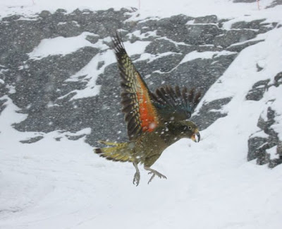 Нова мистерия свързана с Байкал - древен папагал Snow_parrot-570x462