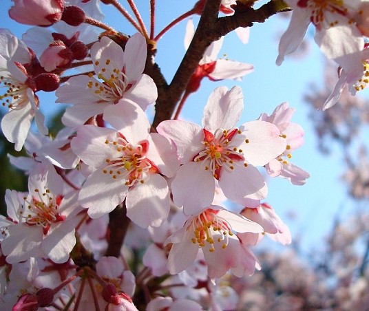 Pemandangan Bunga Sakura Di Jepang