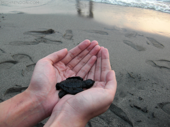 When in Zambales - Releasing Sea Turtles at PawiCare Hatchery