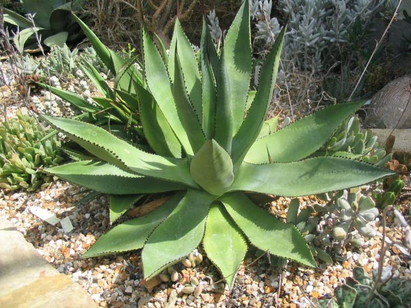 cacti 50 seeds of Agave kerchovei succulents succulents seed C