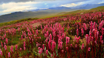 Deosai