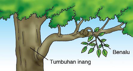 Jenis-jenis Simbiosis serta Contoh-contohnya