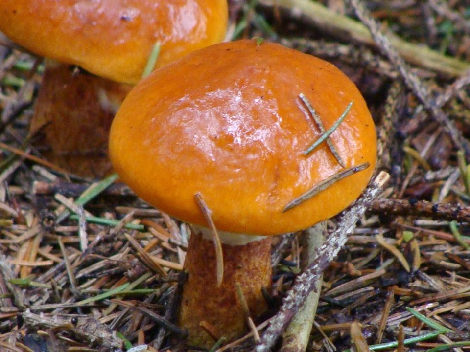 Suillus grevillei DSC40823