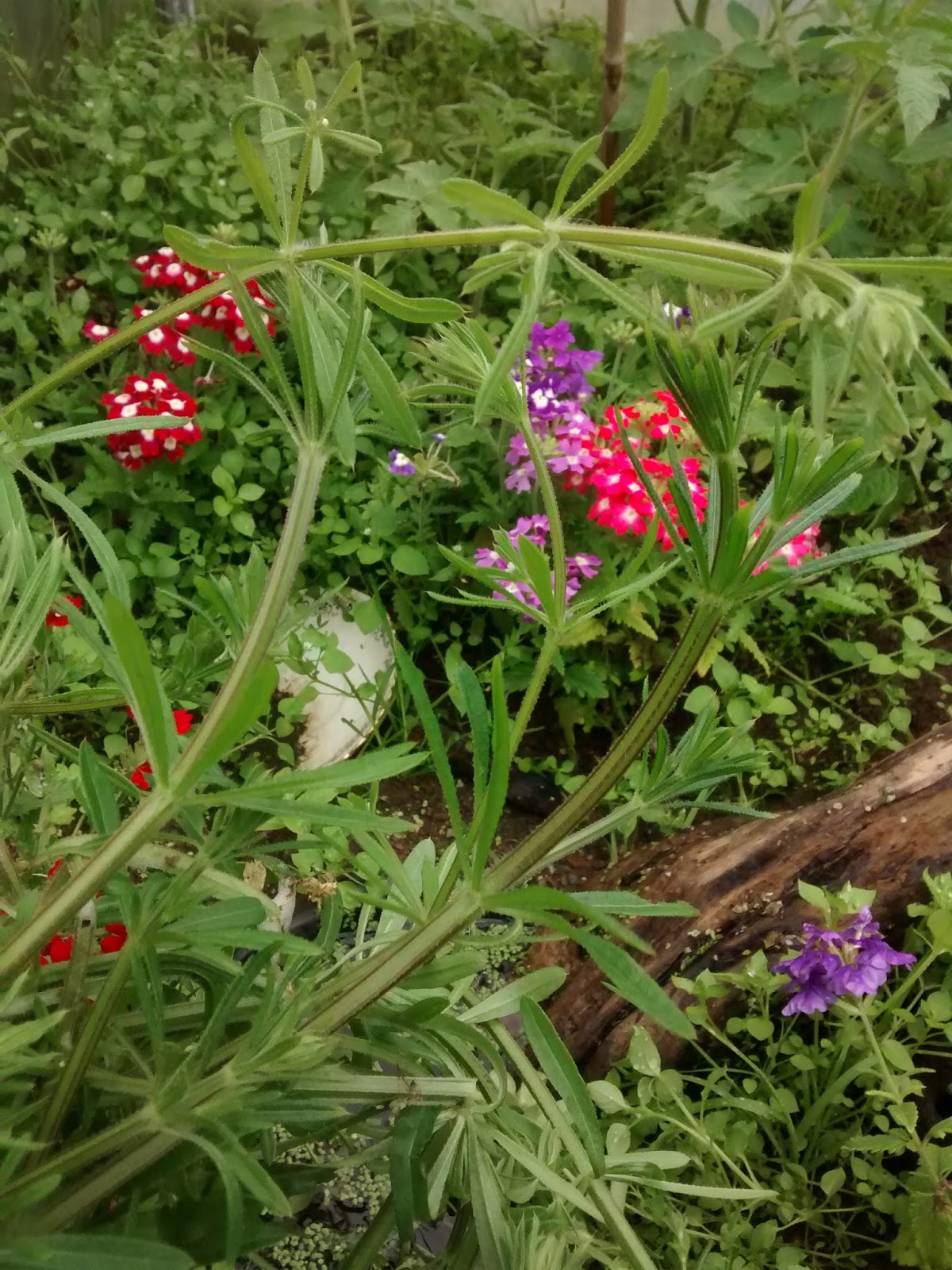 Gardening Matters Three Weeds