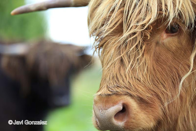 Scottish Highland cattle, Scotland, 