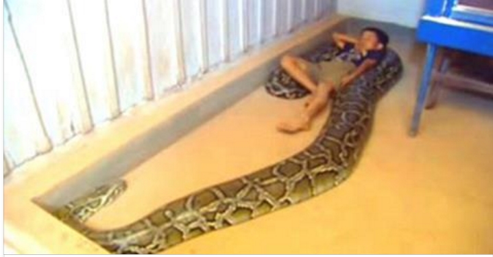 Un python de 5 mètres et de 120 kilos encercle un garçon, ce qu'il fait ...
