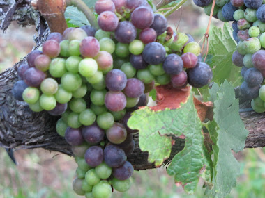 Purple and Green Grapes