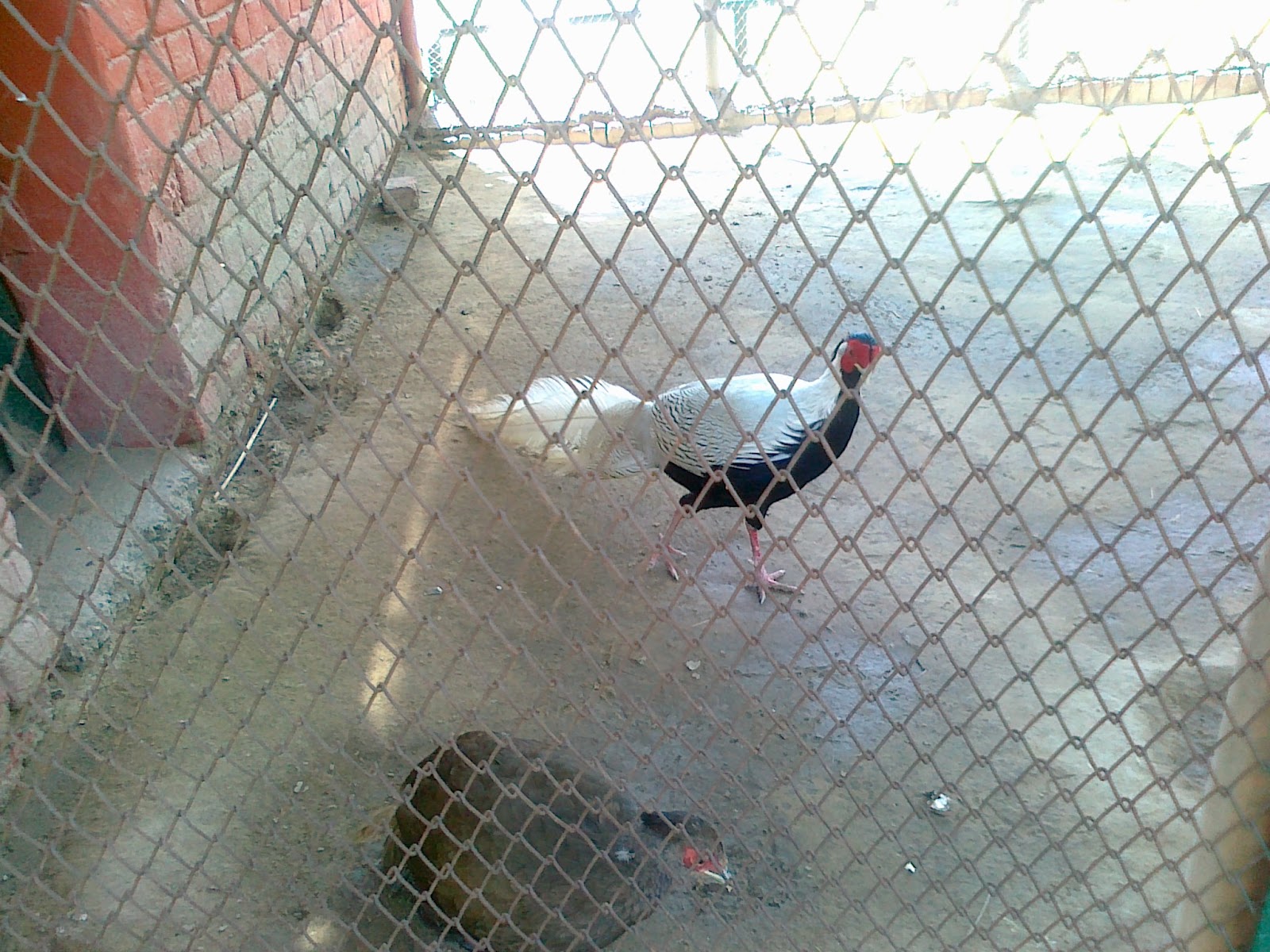 Tilyar lake Rohtak Photos Mini Zoo Photos Rohtak Tilyar Lake Images