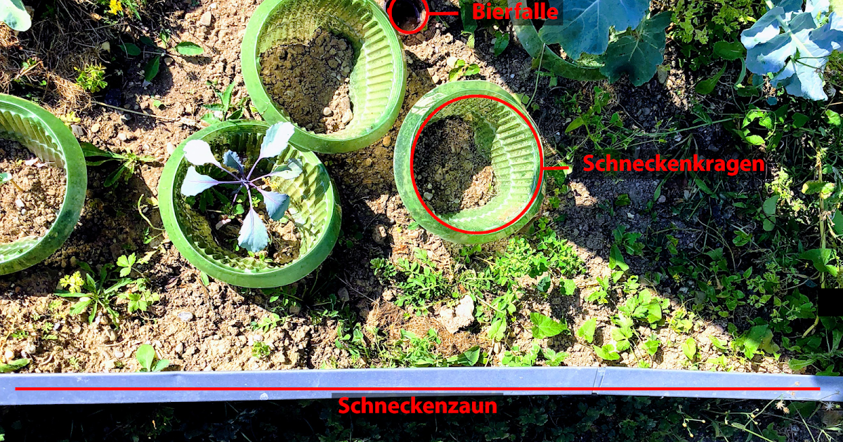 Schnecken natürlich bekämpfen ohne Gift