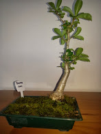 Baobab Bonsai 2001