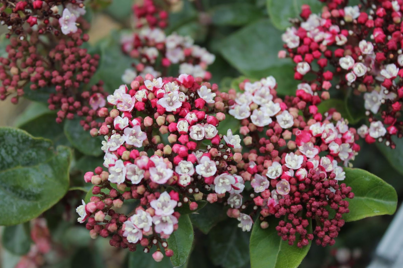 Vegetal Art La Minute Jardin Sur France Bleu Berry Societe D